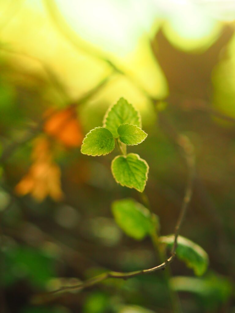 Serene Green Leaves Macro Wallpaper: Soft Focus & Warm Light