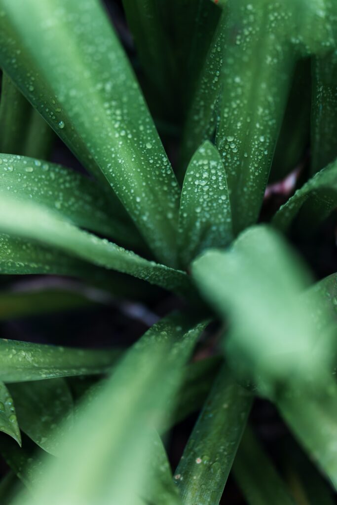 Close-up of vibrant green leaves with water drops showcasing fresh natural texture wallpaper background