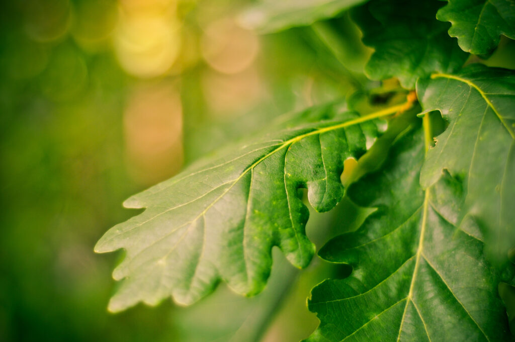 Vibrant Green Leaves Macro Wallpaper with Soft Blurred Background