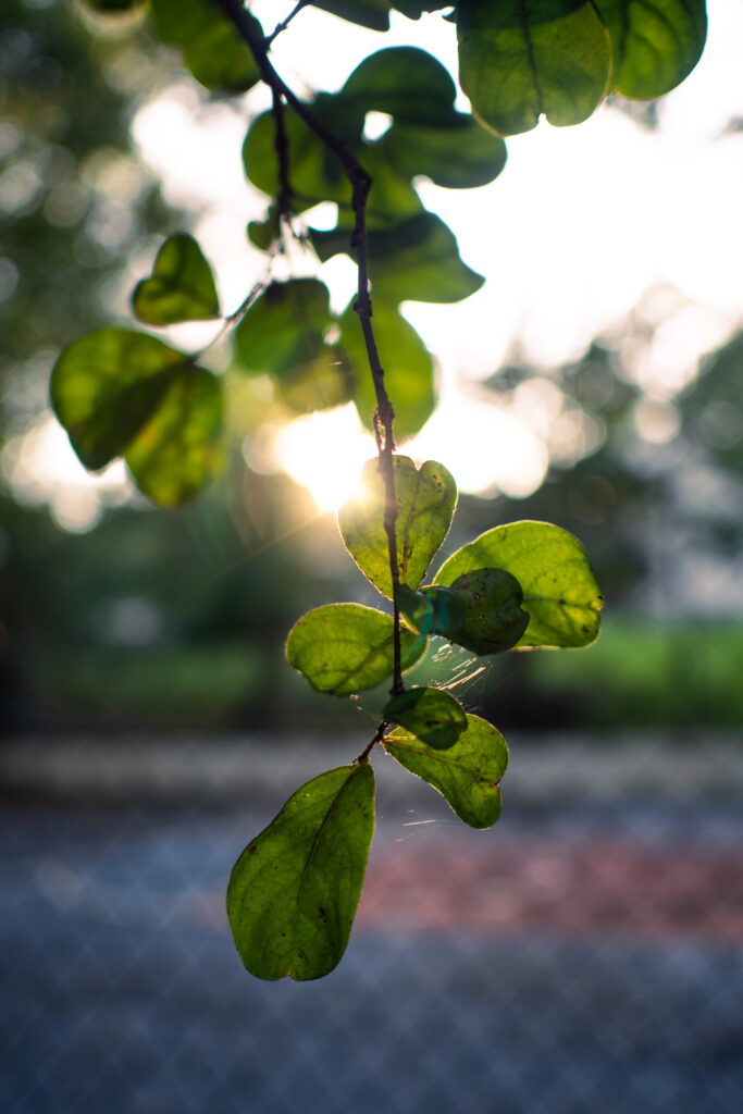 Vibrant Green Leaves Macro Shot - Serene Natural Light Wallpaper