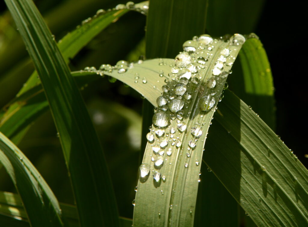 Vibrant Green Leaf Macro Wallpaper with Sparkling Water Droplets