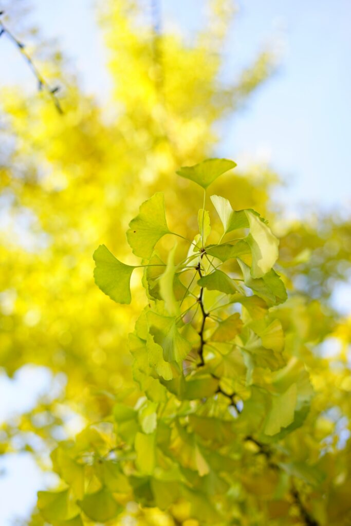 Vibrant Green Leaves Macro - Sunlit Wallpaper Background