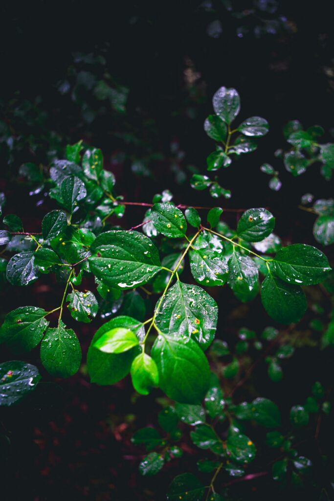 Vibrant Green Leaves with Water Droplets - Macro Wallpaper Background