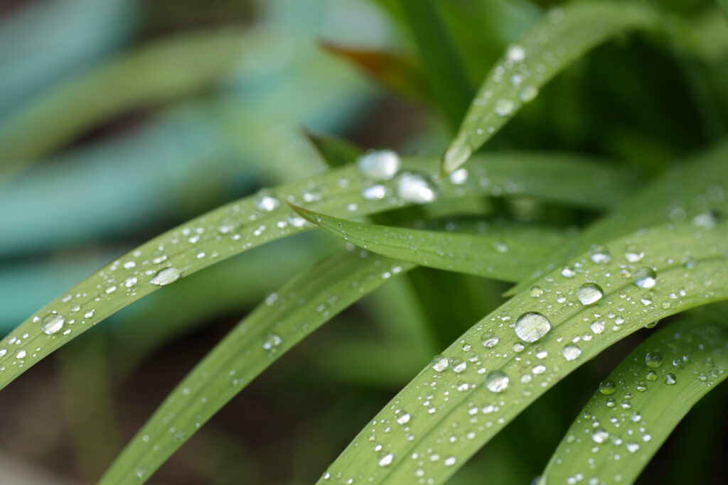 Vibrant Green Leaves Macro Wallpaper with Water Droplets