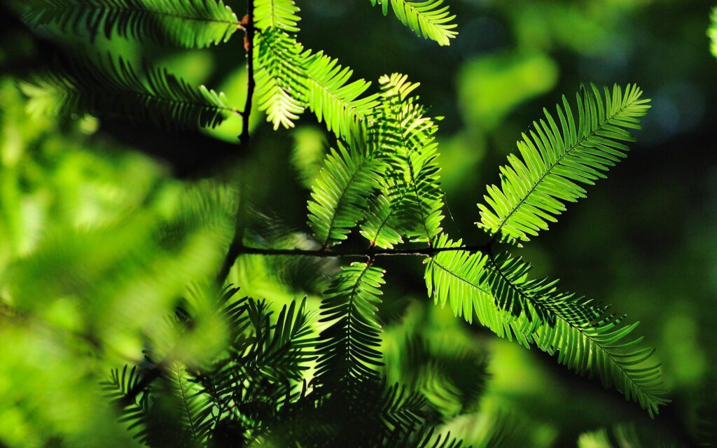 Vibrant Green Leaves & Needles: Nature Wallpaper Background