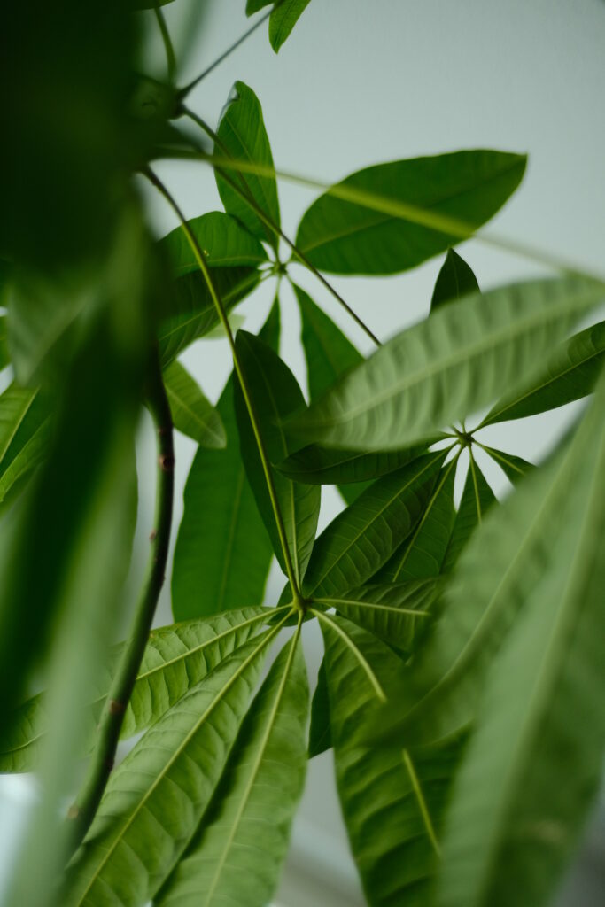 Vibrant Green Leaves Wallpaper: Detailed Botanical Macro Background