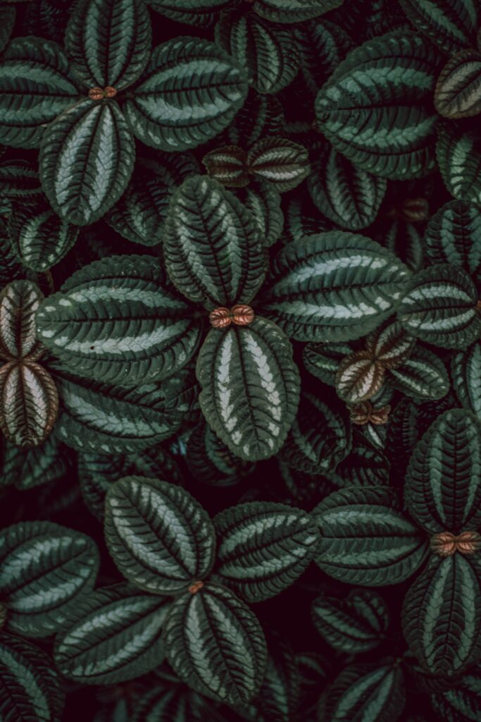 Vibrant Green Leaves Wallpaper: Intricate Textures & Natural Beauty