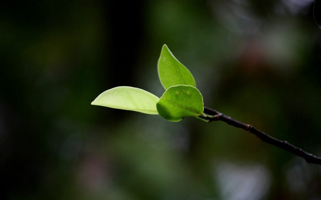 Fresh Green Leaves Wallpaper: Spring Vibes with Blurred Background