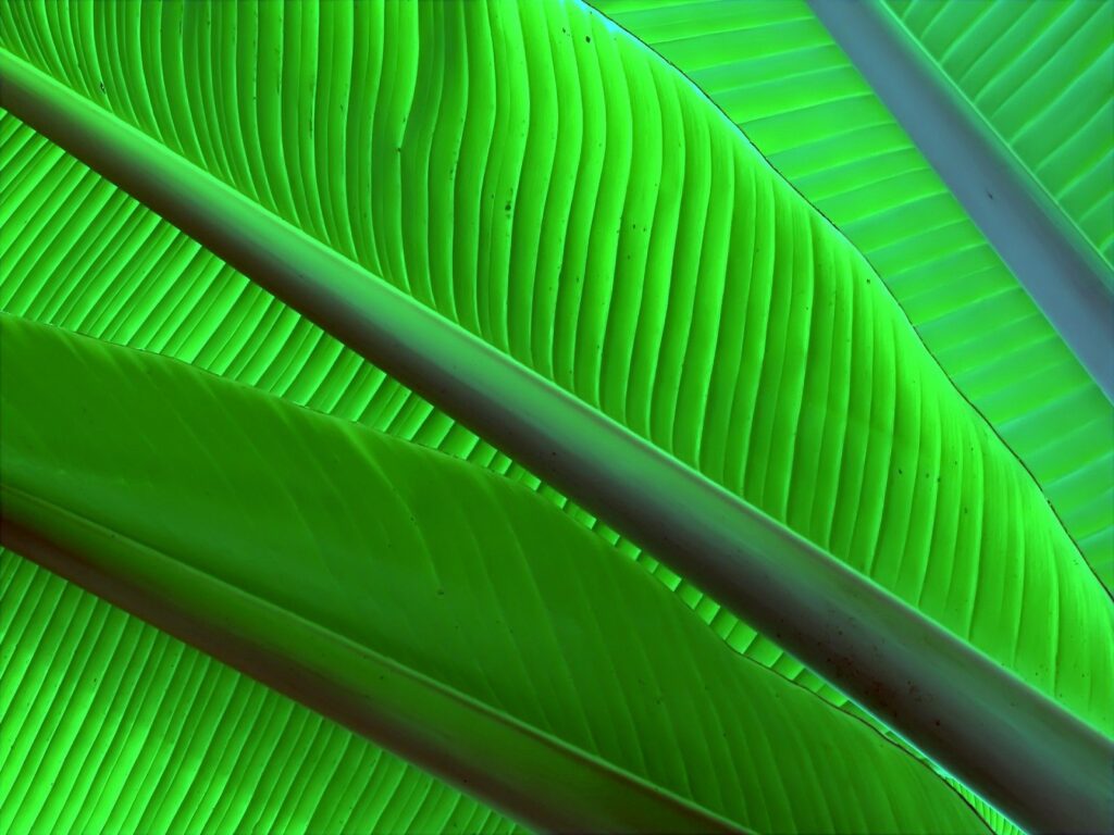 Vibrant Green Leaves Wallpaper: Intricate Patterns & Natural Aesthetic