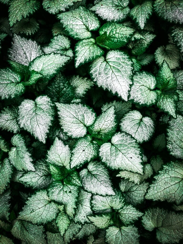 Vibrant Green Leaf Wallpaper Background with Intricate Textures
