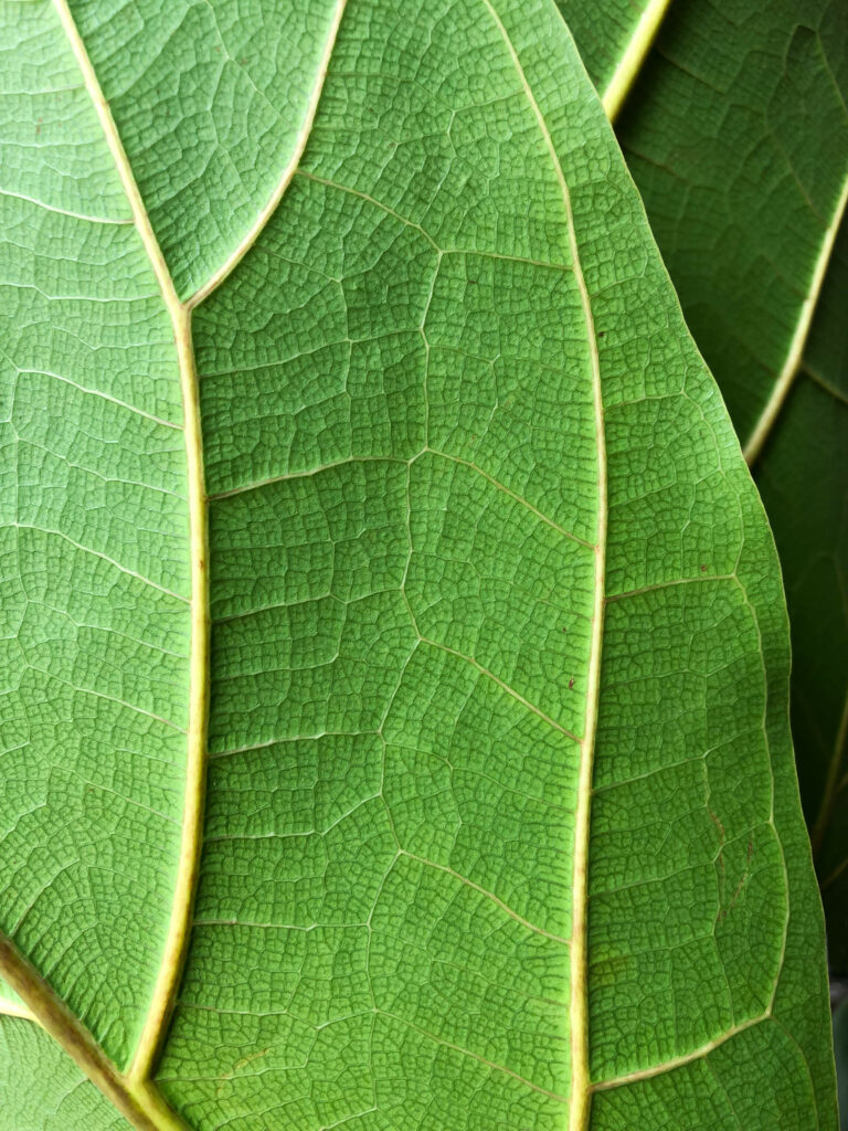 Intricate Green Leaves Close-Up: Lush Wallpaper Background