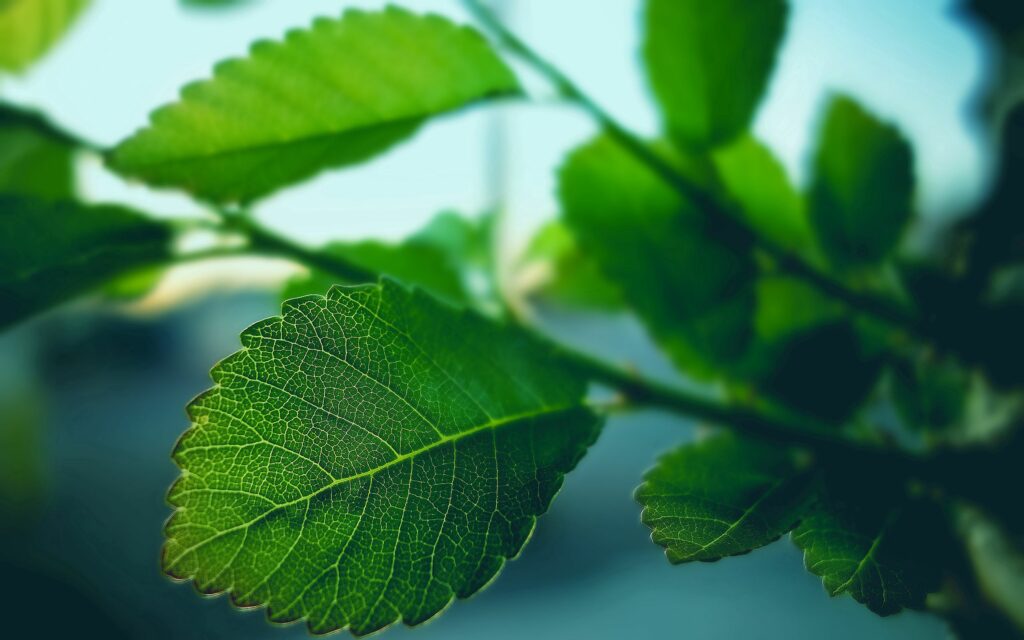 Intricate Green Leaf Wallpaper: Nature's Vibrant Textures