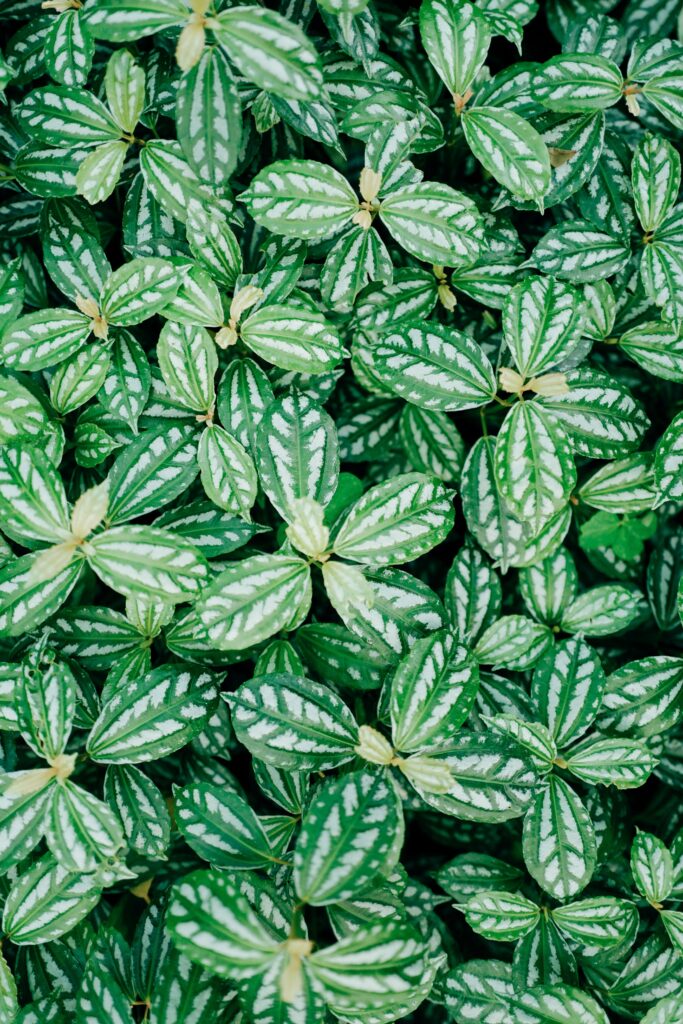 Lush Green Leaf Wallpaper Background with Intricate Veins