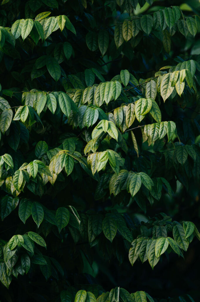 Vibrant Green Leaves Wallpaper: Detailed Texture & Patterns