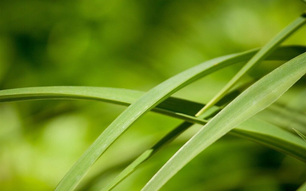Vibrant Green Leaves & Grass: Serene Nature Wallpaper Background
