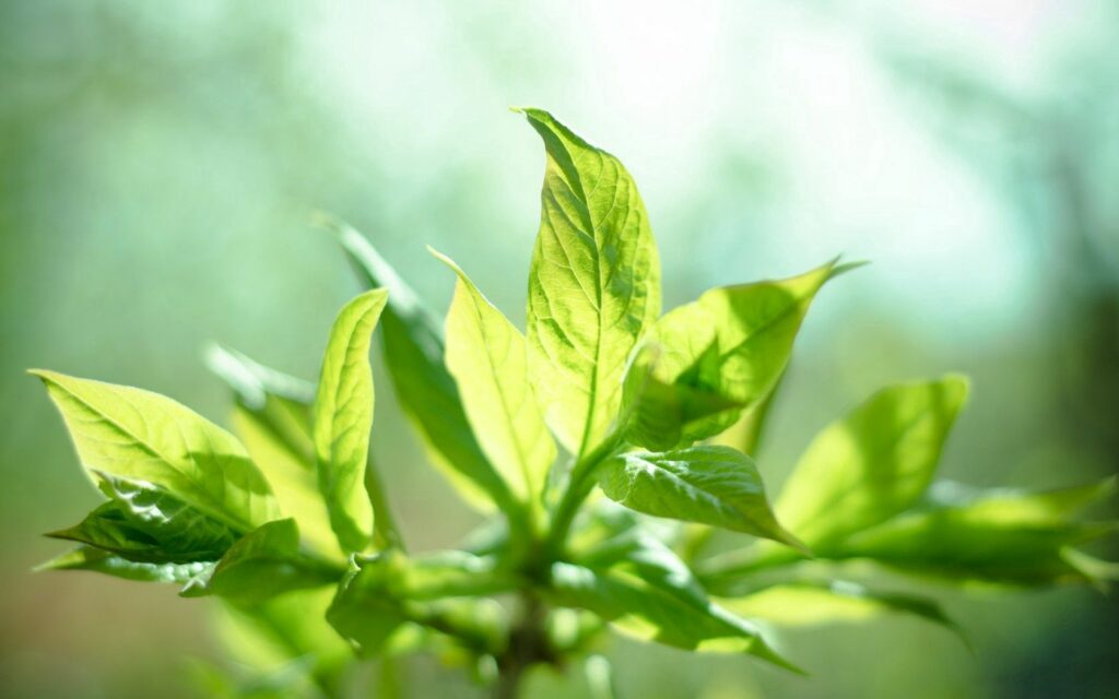 Vibrant Green Leaves Wallpaper: Soothing Sunlit Background