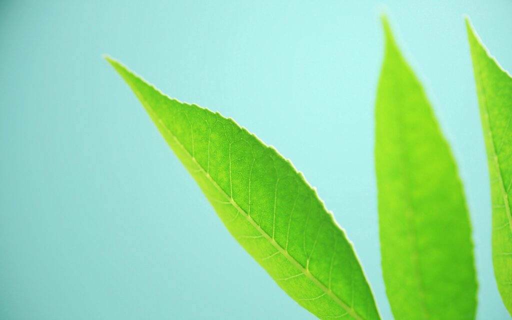 Vibrant Green Leaf Wallpaper: Bright Blue Background & Natural Textures