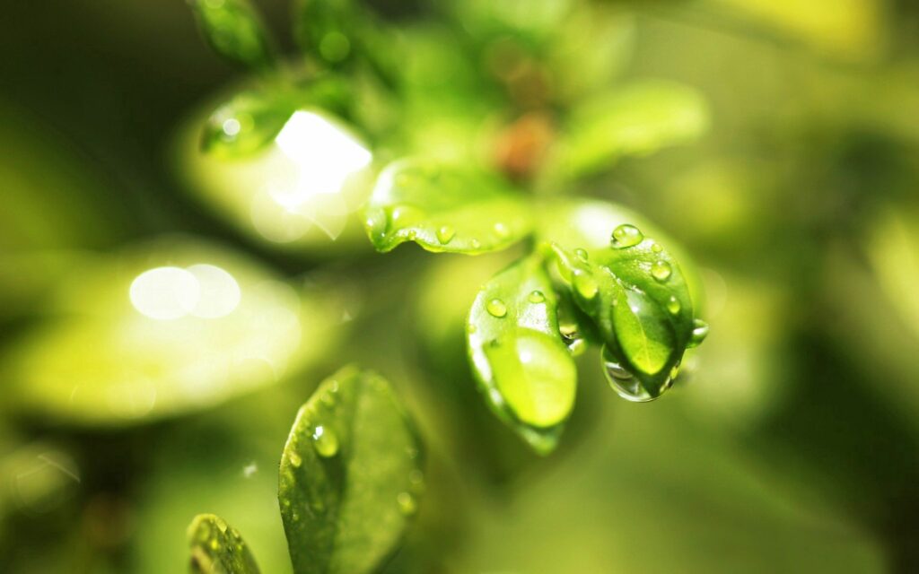 Vibrant Green Leaves with Water Droplets - Nature Wallpaper Background
