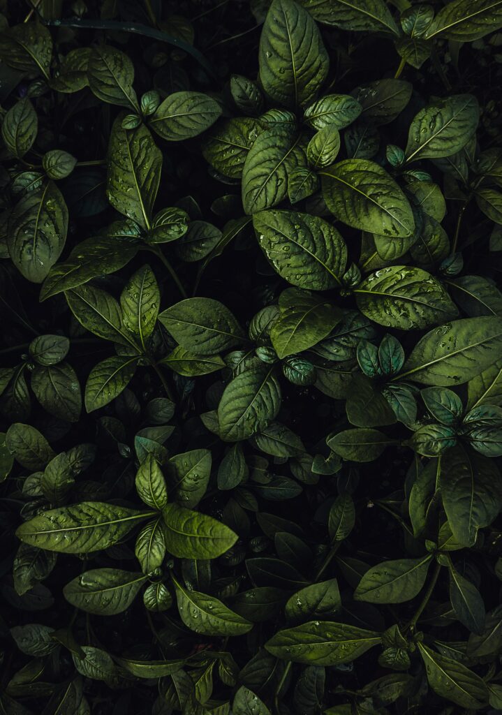 Vibrant Green Leaf Wallpaper with Water Drops for Serene Aesthetic