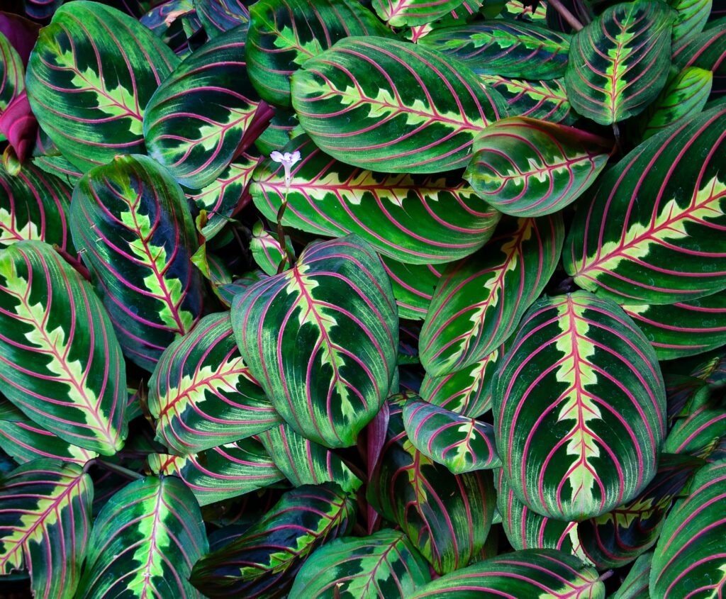 Vibrant Green Leaf Wallpaper with Red-Pink Patterns & Flower Accent