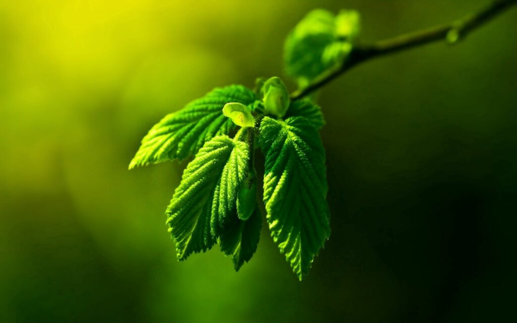 Serene Green Leaves Wallpaper: Fresh Nature with Warm Glare Background