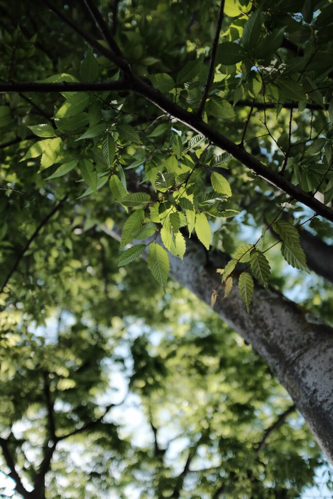 Vibrant green leaves and delicate tree branches with soft natural light and blurred background Wallpaper