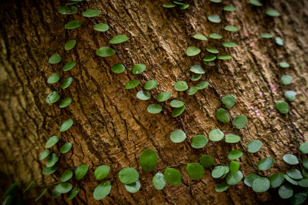 Vibrant Green Leaves on Tree Trunk - Macro Wallpaper Background