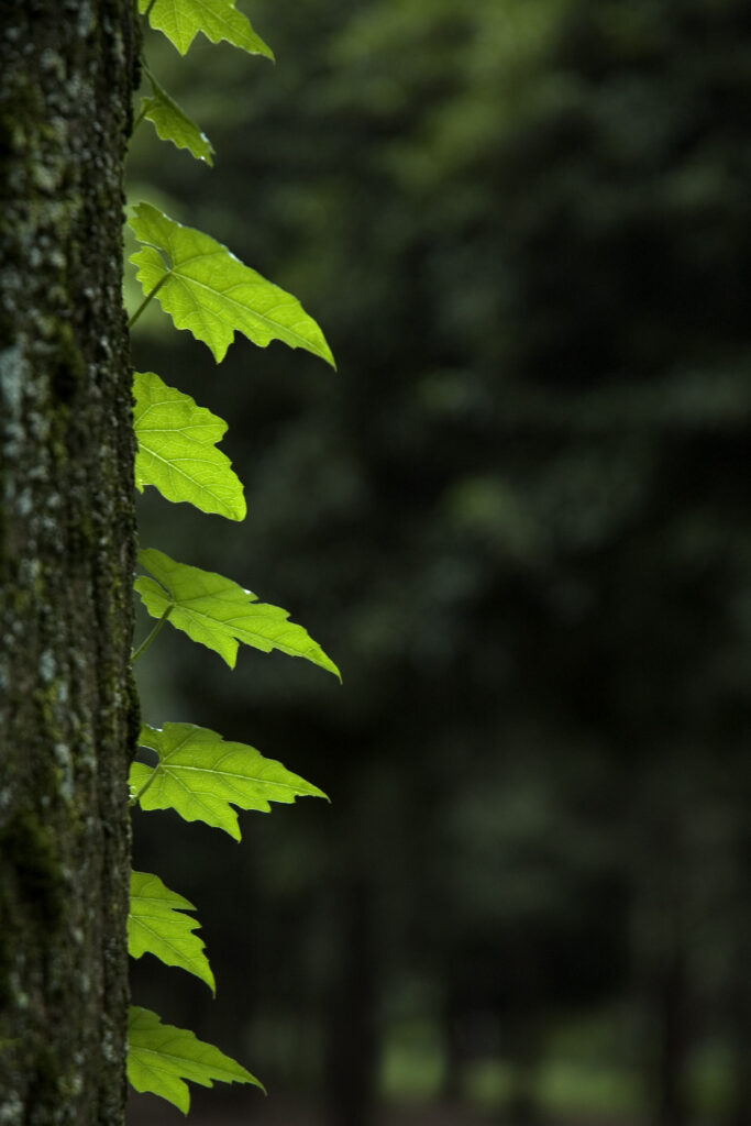 Vibrant Green Leaves on Tree Trunk - Nature Wallpaper Background