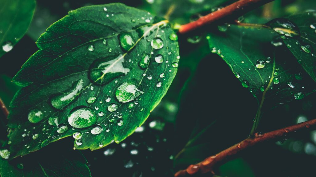Fresh Green Leaves with Dew Drops - Nature Wallpaper Background