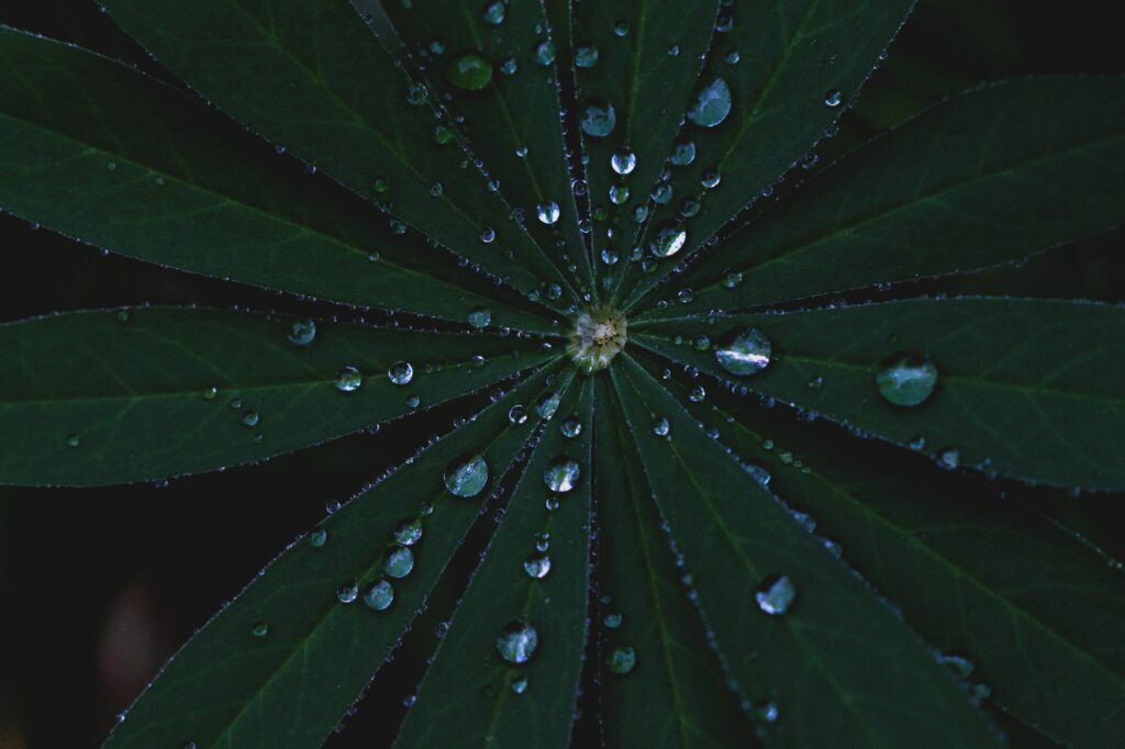 Close-Up of Vibrant Green Leaves with Dewdrops - Refreshing Wallpaper