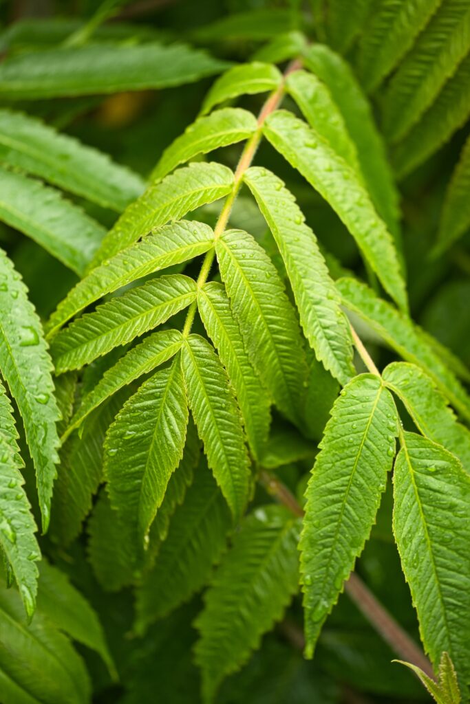 Macro Close-Up: Green Leaves with Raindrops - Nature Wallpaper