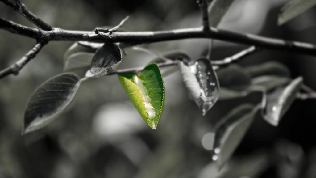 Vibrant Green Leaves with Red Accent | Bold Nature Wallpaper Background