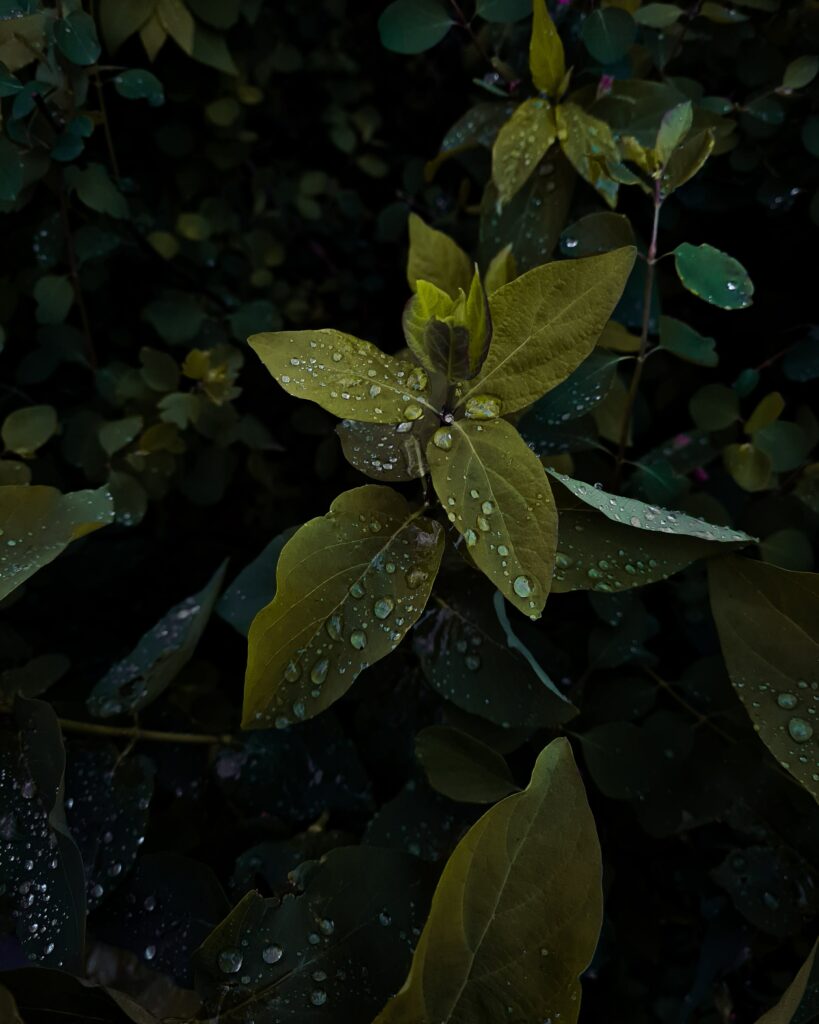 Vibrant Green Leaves with Water Droplets - Macro Wallpaper Background
