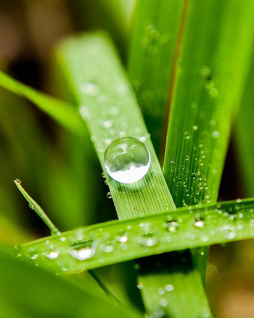 Macro Shot of Vivid Green Leaves with Reflective Water Droplet Wallpaper
