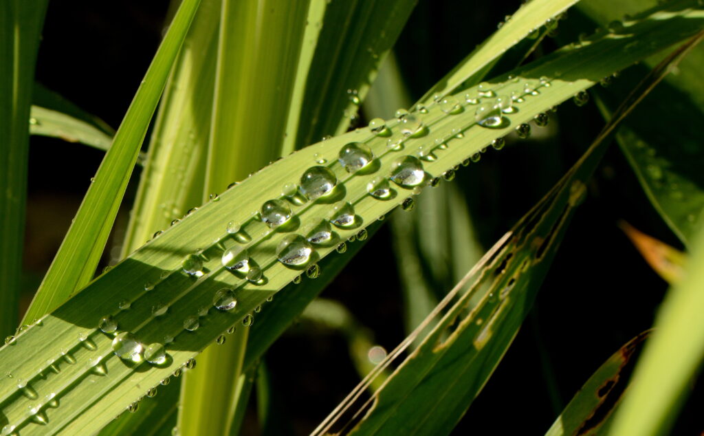 Macro Green Leaves with Water Droplets - Nature Wallpaper Background