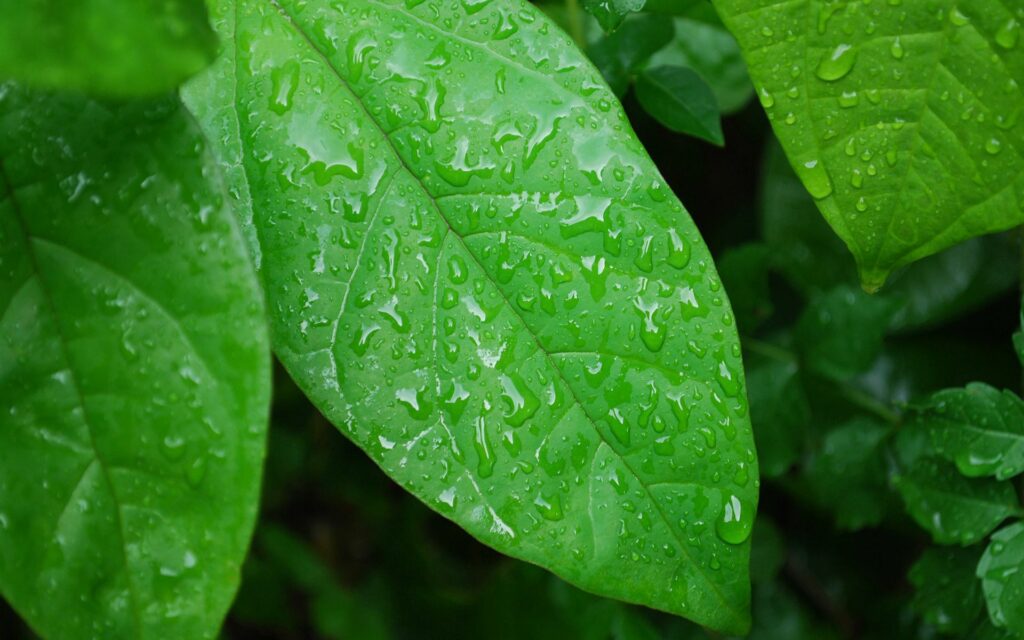 Vibrant Green Leaves with Water Droplets - Nature Wallpaper Background
