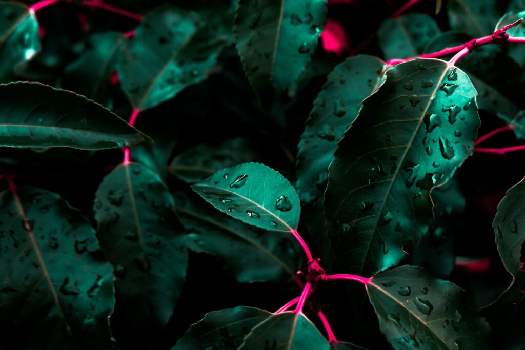 Vibrant Green Leaves & Red Branches: Serene Nature Wallpaper