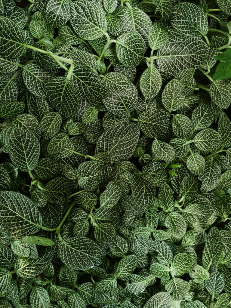Dense vibrant green leaves with white stripes creating intricate natural foliage pattern wallpaper
