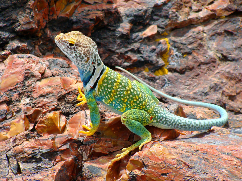 Colorful Green Leopard Collared Lizard on Rocky Terrain Wallpaper