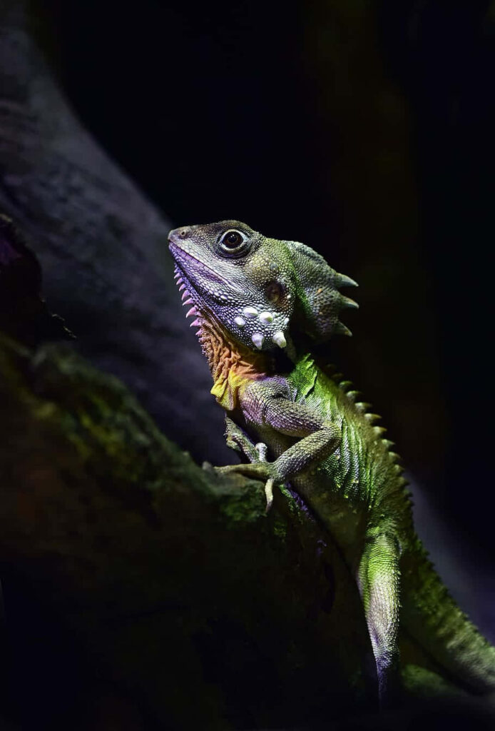 Vibrant Green Lizard Climbing Textured Surface - Nature Wallpaper