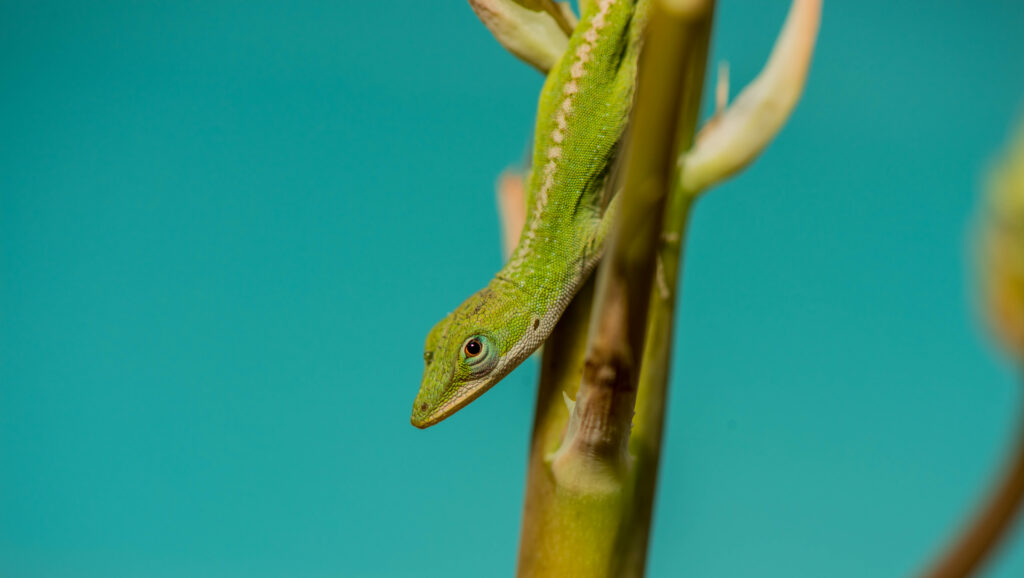 Vibrant Green Lizard Wallpaper on Teal Background – 7360x4154