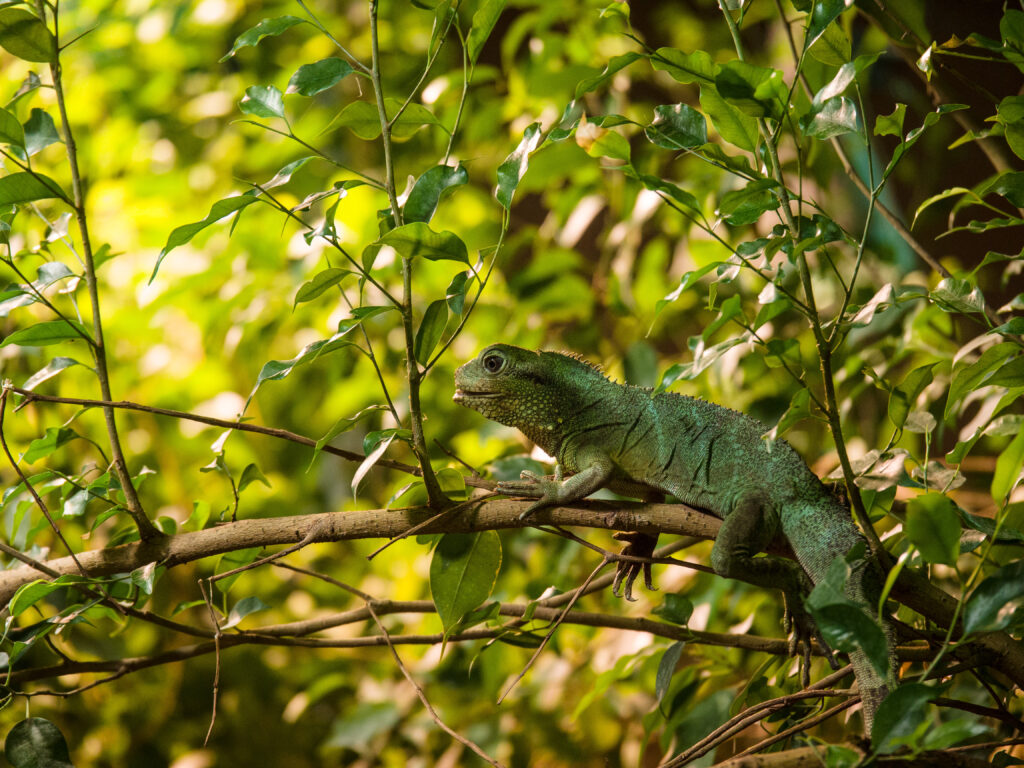 Vibrant Green Lizard on Branch: Lush Foliage Wallpaper Background