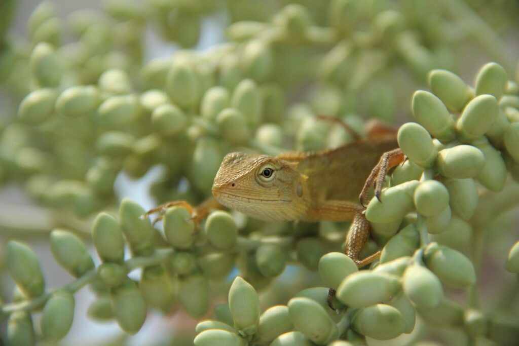 Vibrant Green Lizard Among Acorns: Serene Nature Wallpaper