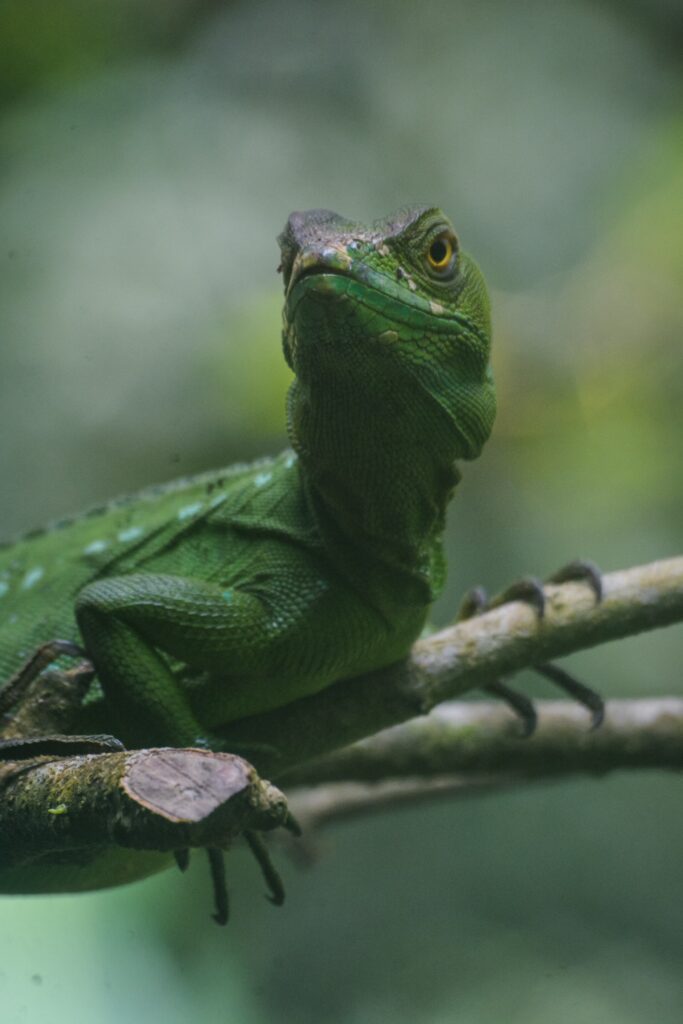 Vibrant Green Lizard Wallpaper on Branch - Captivating Nature Scene