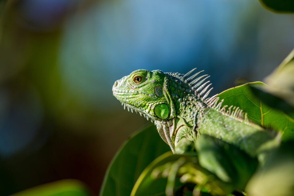 Vibrant Green Lizard Close-Up Among Lush Leaves - Stunning Background Wallpaper
