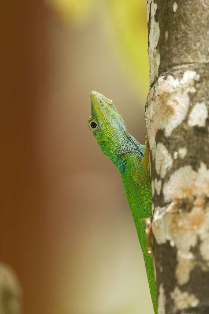 Vibrant Green Lizard on Tree Bark - Nature Close-Up Wallpaper