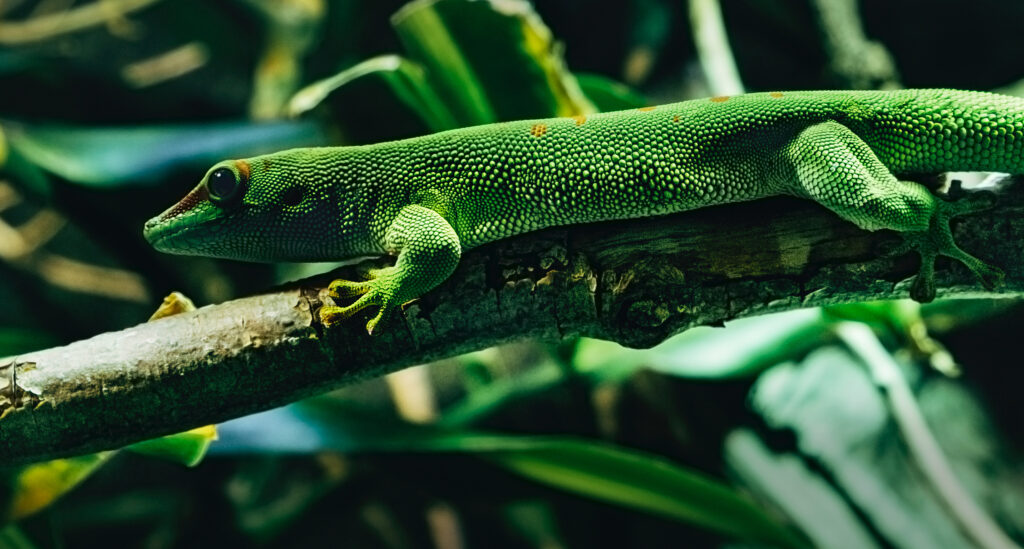 Vibrant Green Lizard on Branch: Nature's Colorful Reptile Wallpaper