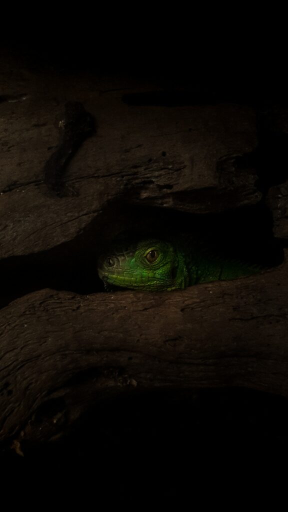Lively Green Lizard in Tree Crevice: Mysterious Background Wallpaper