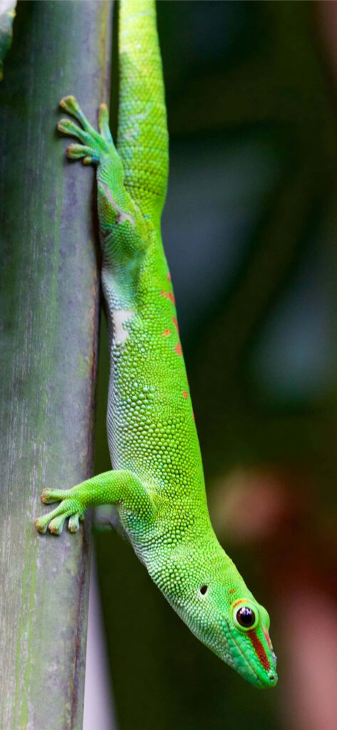 Vibrant Green Lizard with Red Markings on Tree Branch - Nature Beauty Wallpaper