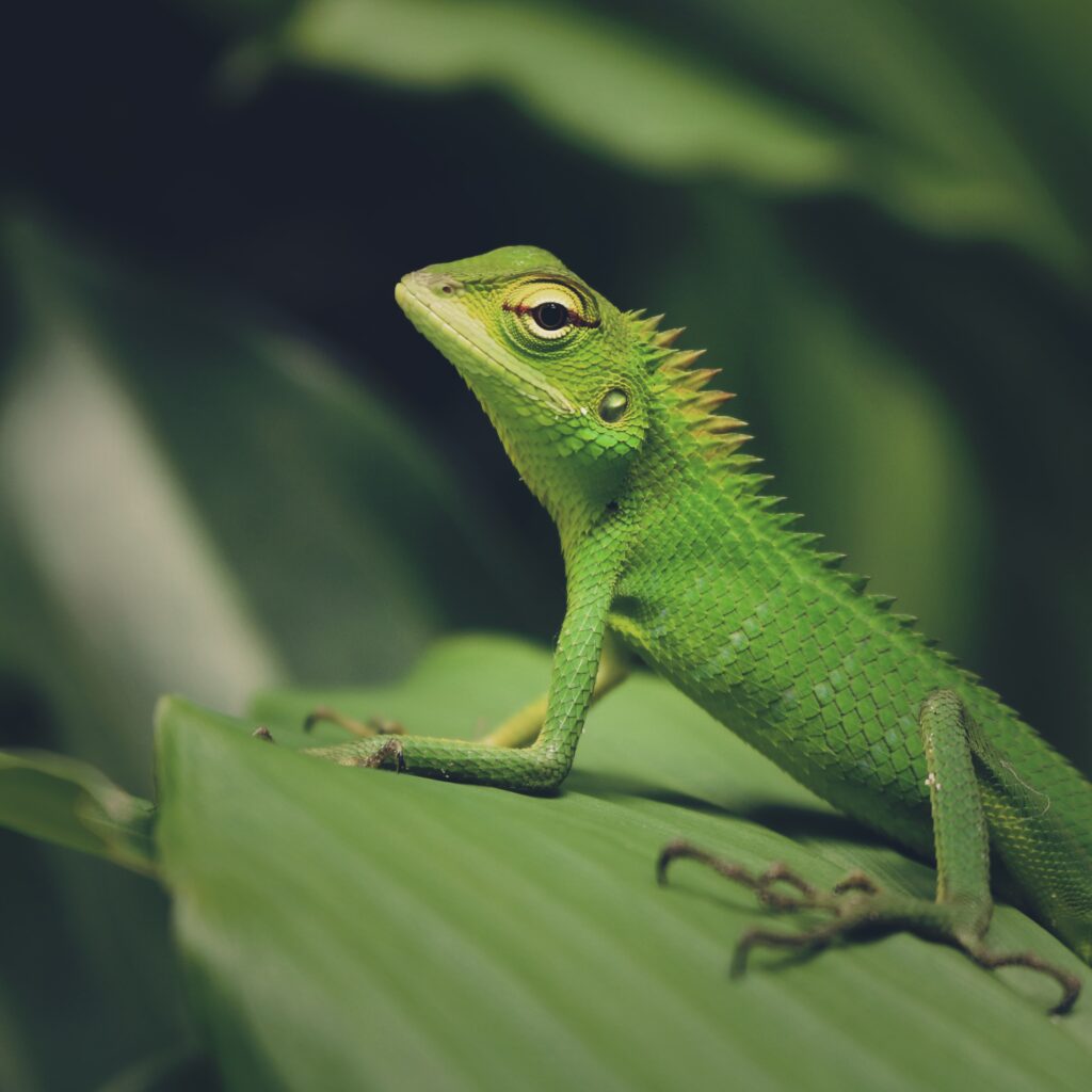 Vibrant Green Lizard on Foliage - Stunning Macro Nature Wallpaper